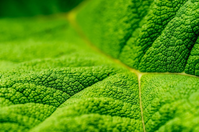 How Does Oxygen Production Relate to the Rate of Photosynthesis?